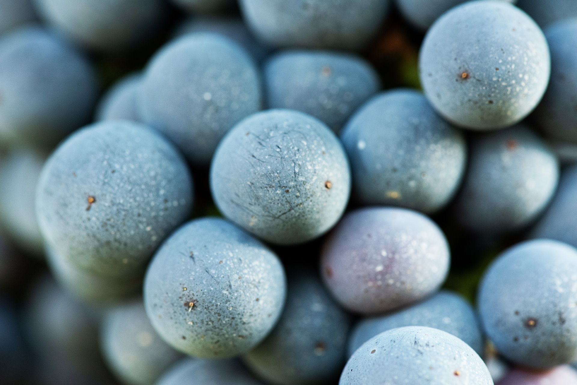 CAMPO AL PERO - SOSTENIBILITA