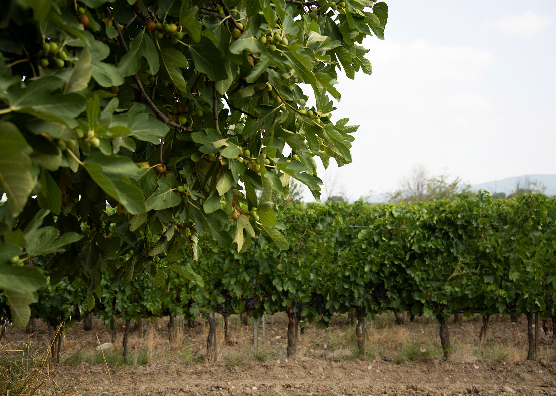 CAMPO AL PERO - TERRENI
